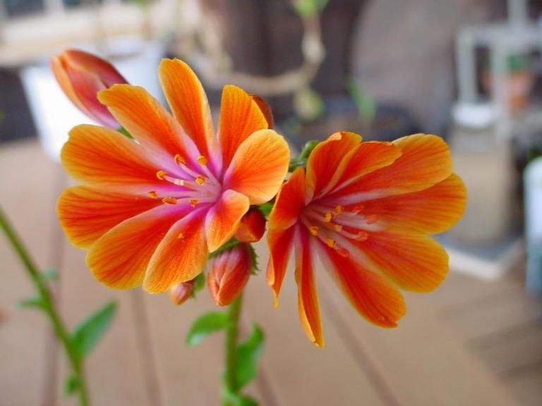 Lewisia cotyledon hybrid