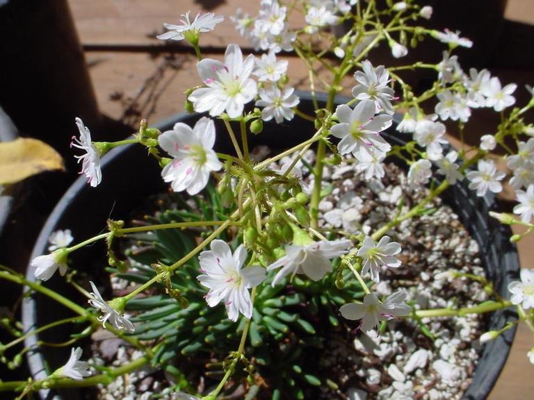 Lewisia leeana