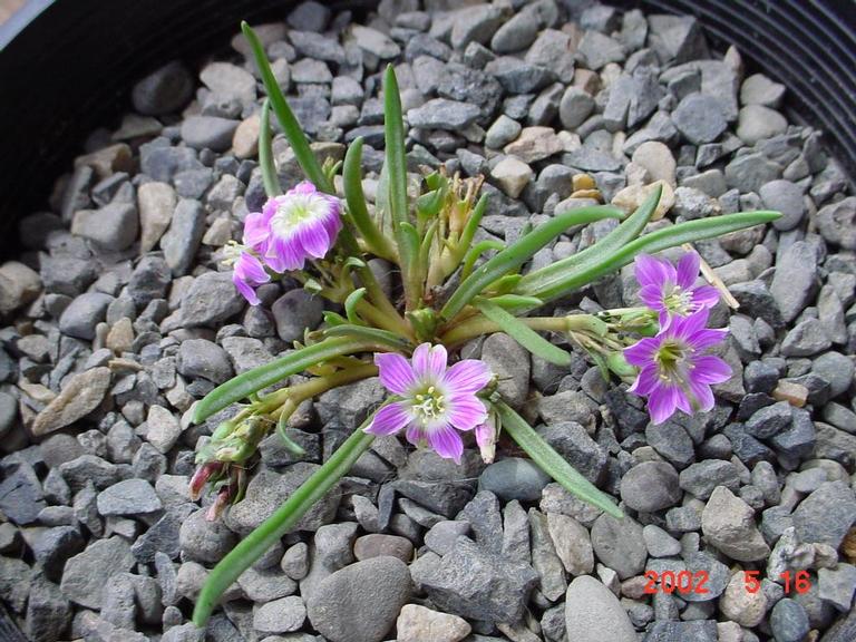 Lewisia pygmaea - more