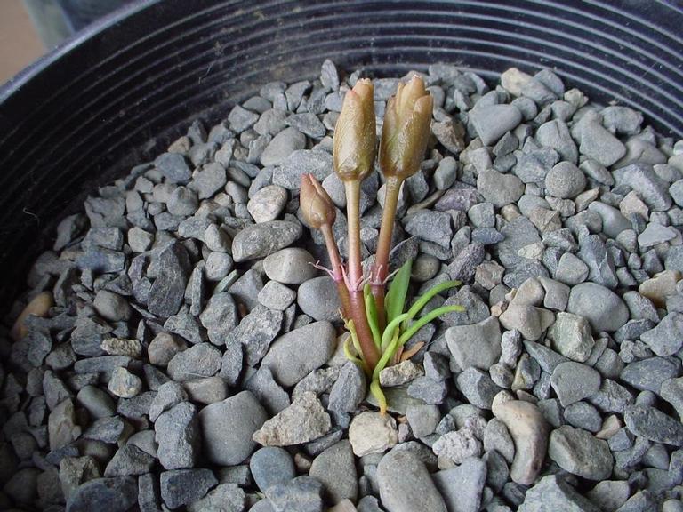 Lewisia rediviva