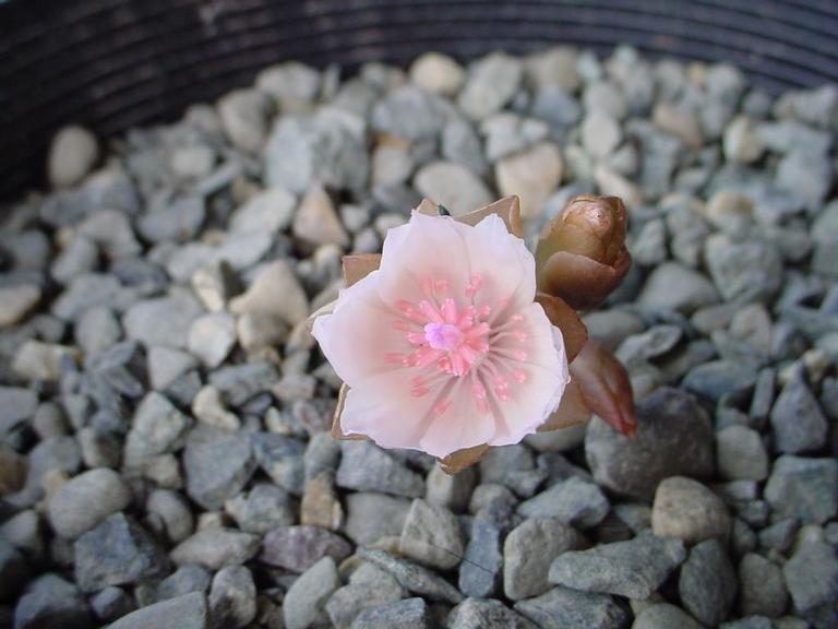 Lewisia rediviva