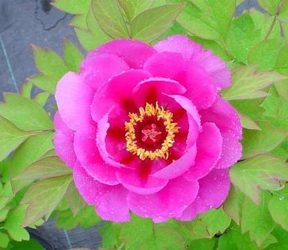 Tree Peony Blossom