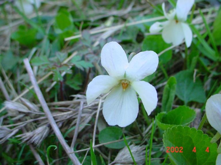 Viola palustris